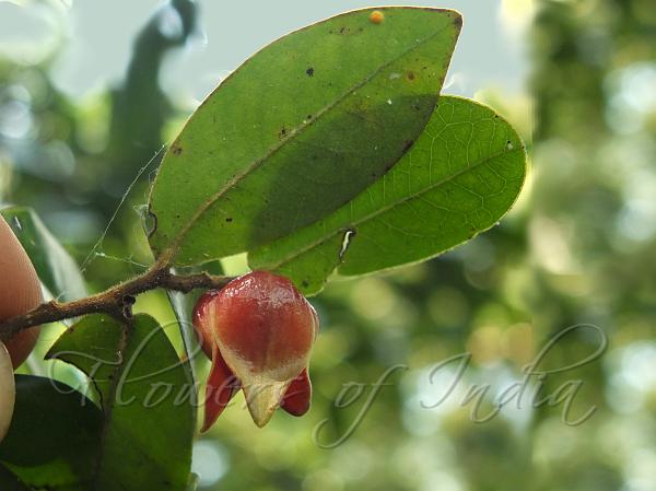 Woolly-Fruit Miliusa